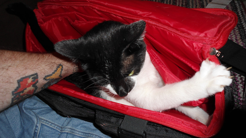 Illustration for article titled Am I Up To Reviewing This Competitive Gaming Bag?